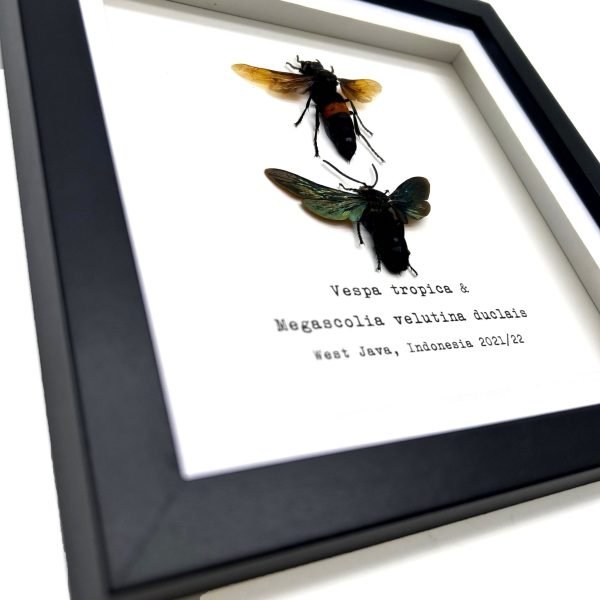 Pair of Giant Water Bugs (Lethocerus indicus) Frame - TaxidermyArtistry Pair of Giant Water Bugs (Lethocerus indicus) Frame - TaxidermyArtistry