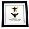 Pair of Giant Water Bugs (Lethocerus indicus) Frame - TaxidermyArtistry Pair of Giant Water Bugs (Lethocerus indicus) Frame - TaxidermyArtistry