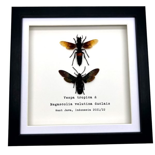 Pair of Giant Water Bugs (Lethocerus indicus) Frame - TaxidermyArtistry Pair of Giant Water Bugs (Lethocerus indicus) Frame - TaxidermyArtistry