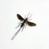 Parasitoid Wasp Braconidae sp 03 - TaxidermyArtistry