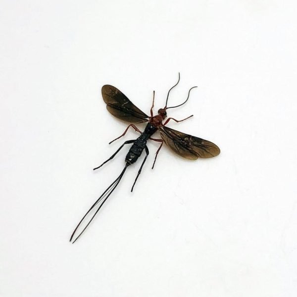 Parasitoid Wasp Braconidae sp 03 - TaxidermyArtistry