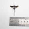 Parasitoid Wasp Braconidae sp 03 - TaxidermyArtistry