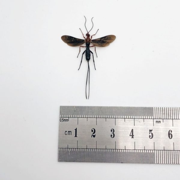 Parasitoid Wasp Braconidae sp 03 - TaxidermyArtistry