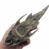 Pre-Historic Carachama Armored Catfish (Pseudorinelepis genibarbis) Peru - TaxidermyArtistry