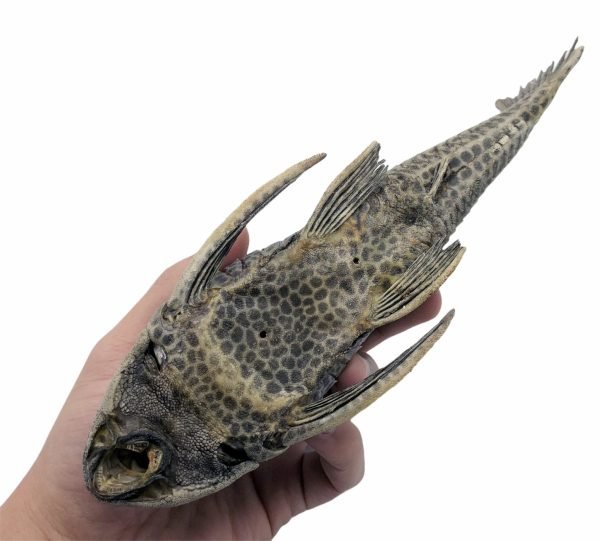Pre-Historic Carachama Armored Catfish (Pseudorinelepis genibarbis) Peru - TaxidermyArtistry