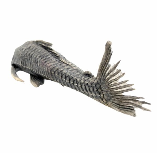Pre-Historic Carachama Armored Catfish (Pseudorinelepis genibarbis) Peru - TaxidermyArtistry