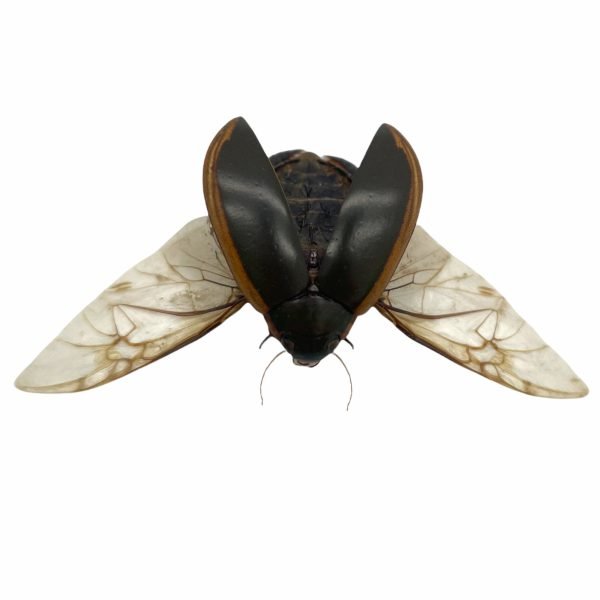 Predaceous diving beetle (cybister javanus) Insect Specimen Indonesian (SPREAD) - TaxidermyArtistry