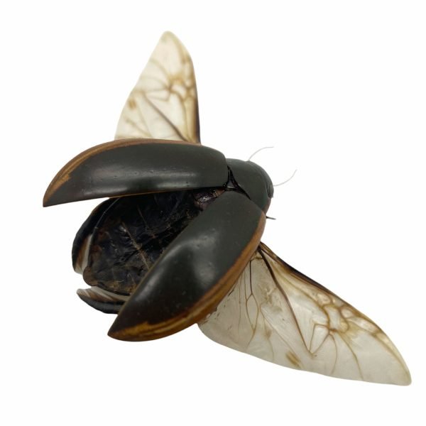 Predaceous diving beetle (cybister javanus) Insect Specimen Indonesian (SPREAD) - TaxidermyArtistry
