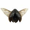 Predaceous diving beetle (cybister javanus) Insect Specimen Indonesian (SPREAD) - TaxidermyArtistry