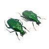 (Pseudochalcothea planiuscula) (PAIR) Scarab Beetles Insect - TaxidermyArtistry