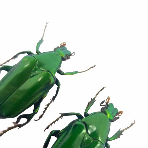 (Pseudochalcothea planiuscula) (PAIR) Scarab Beetles Insect - TaxidermyArtistry