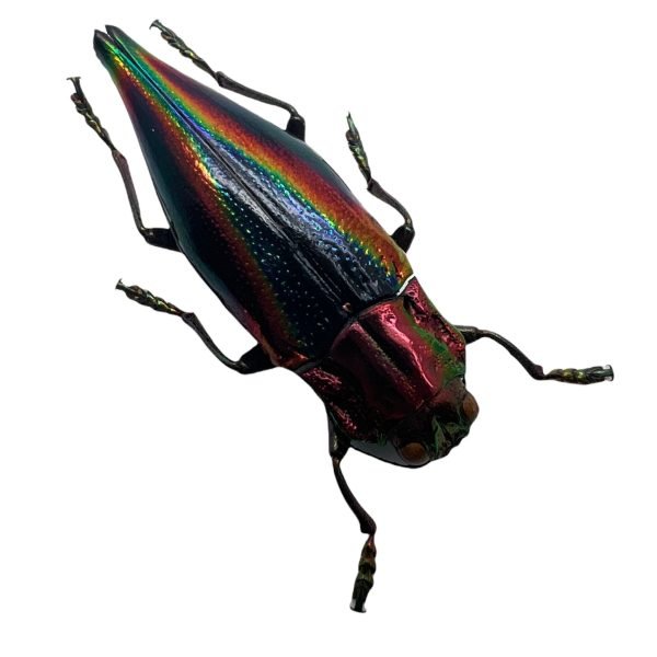 Rainbow Jewel Beetle (Cyphogastra javanica) - TaxidermyArtistry Rainbow Jewel Beetle (Cyphogastra javanica) - TaxidermyArtistry