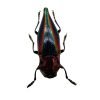 Rainbow Jewel Beetle (Cyphogastra javanica) - TaxidermyArtistry Rainbow Jewel Beetle (Cyphogastra javanica) - TaxidermyArtistry