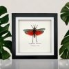 Rainbow Milkweed Locust Frame (Phymateus saxosus) - TaxidermyArtistry Rainbow Milkweed Locust Frame (Phymateus saxosus) - TaxidermyArtistry