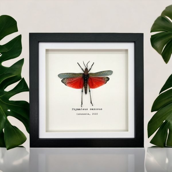 Rainbow Milkweed Locust Frame (Phymateus saxosus) - TaxidermyArtistry Rainbow Milkweed Locust Frame (Phymateus saxosus) - TaxidermyArtistry
