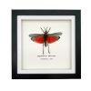Rainbow Milkweed Locust Frame (Phymateus saxosus) - TaxidermyArtistry Rainbow Milkweed Locust Frame (Phymateus saxosus) - TaxidermyArtistry