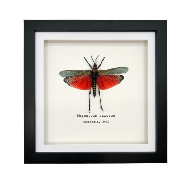 Rainbow Milkweed Locust Frame (Phymateus saxosus) - TaxidermyArtistry Rainbow Milkweed Locust Frame (Phymateus saxosus) - TaxidermyArtistry