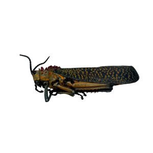 Rainbow Milkweed Locust (Phymateus saxosus) - TaxidermyArtistry