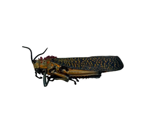 Rainbow Milkweed Locust (Phymateus saxosus) - TaxidermyArtistry