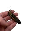 Rainbow Milkweed Locust (Phymateus saxosus) - TaxidermyArtistry