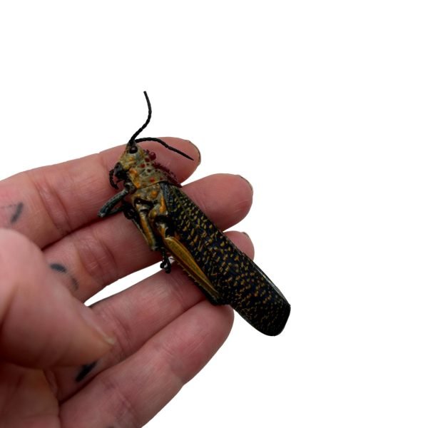 Rainbow Milkweed Locust (Phymateus saxosus) - TaxidermyArtistry