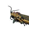 Rainbow Milkweed Locust (Phymateus saxosus) - TaxidermyArtistry