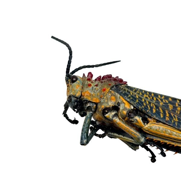 Rainbow Milkweed Locust (Phymateus saxosus) - TaxidermyArtistry