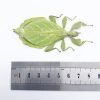 Rare Green Gray's Leaf Insect Phyllium jacobsoni (F) - TaxidermyArtistry Rare Green Gray's Leaf Insect Phyllium jacobsoni (F) - TaxidermyArtistry