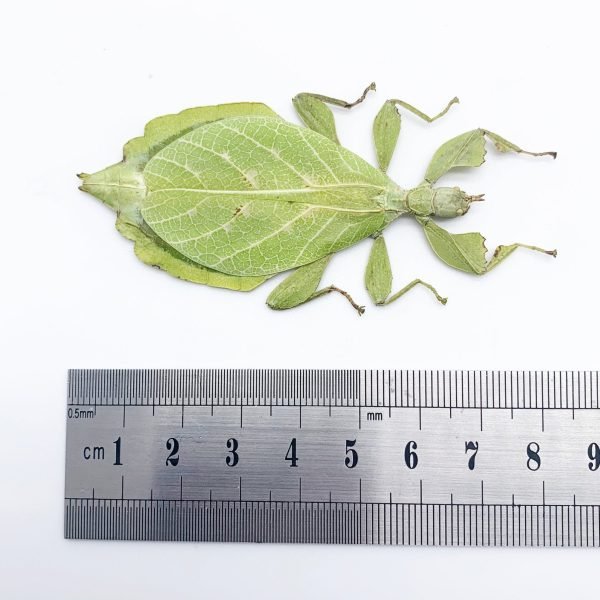Rare Green Gray's Leaf Insect Phyllium jacobsoni (F) - TaxidermyArtistry Rare Green Gray's Leaf Insect Phyllium jacobsoni (F) - TaxidermyArtistry