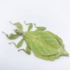 Rare Green Gray's Leaf Insect Phyllium jacobsoni (F) - TaxidermyArtistry Rare Green Gray's Leaf Insect Phyllium jacobsoni (F) - TaxidermyArtistry