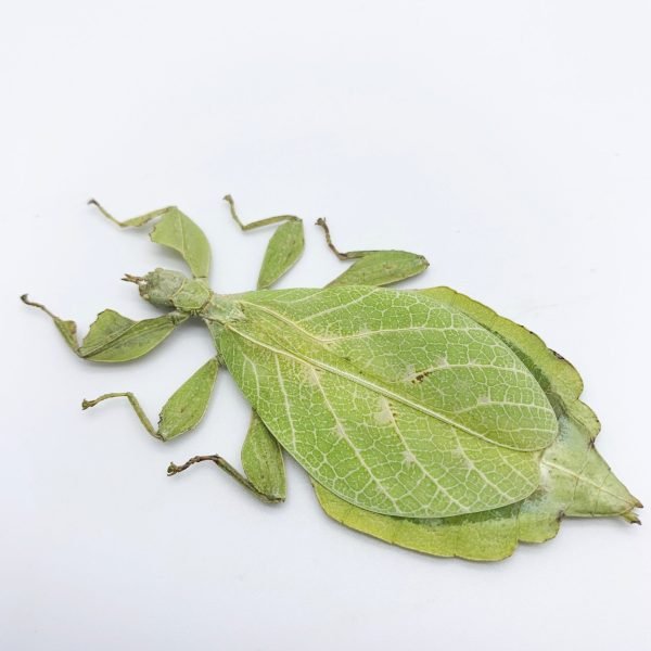 Rare Green Gray's Leaf Insect Phyllium jacobsoni (F) - TaxidermyArtistry Rare Green Gray's Leaf Insect Phyllium jacobsoni (F) - TaxidermyArtistry