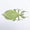 Rare Green Gray's Leaf Insect Phyllium jacobsoni (F) - TaxidermyArtistry Rare Green Gray's Leaf Insect Phyllium jacobsoni (F) - TaxidermyArtistry