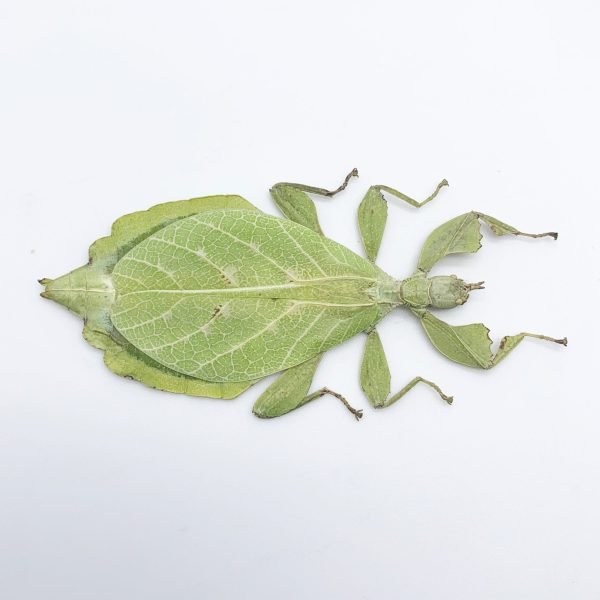 Rare Green Gray's Leaf Insect Phyllium jacobsoni (F) - TaxidermyArtistry Rare Green Gray's Leaf Insect Phyllium jacobsoni (F) - TaxidermyArtistry