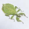 Rare Green Gray's Leaf Insect Phyllium jacobsoni (F) - TaxidermyArtistry Rare Green Gray's Leaf Insect Phyllium jacobsoni (F) - TaxidermyArtistry