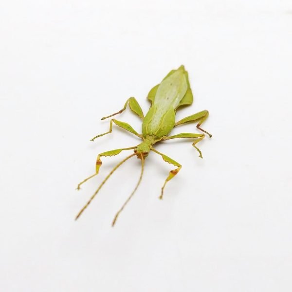 Rare Green Gray's Leaf Insect Phyllium jacobsoni (M) - TaxidermyArtistry Rare Green Gray's Leaf Insect Phyllium jacobsoni (M) - TaxidermyArtistry