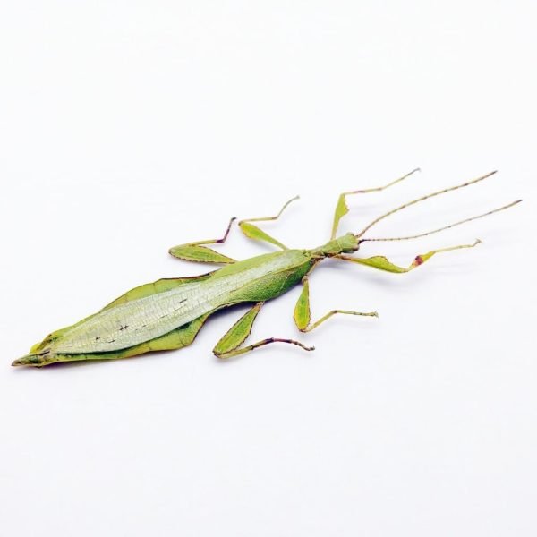 Rare Green Gray's Leaf Insect Phyllium jacobsoni (M) - TaxidermyArtistry Rare Green Gray's Leaf Insect Phyllium jacobsoni (M) - TaxidermyArtistry