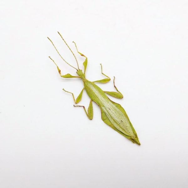 Rare Green Gray's Leaf Insect Phyllium jacobsoni (M) - TaxidermyArtistry Rare Green Gray's Leaf Insect Phyllium jacobsoni (M) - TaxidermyArtistry
