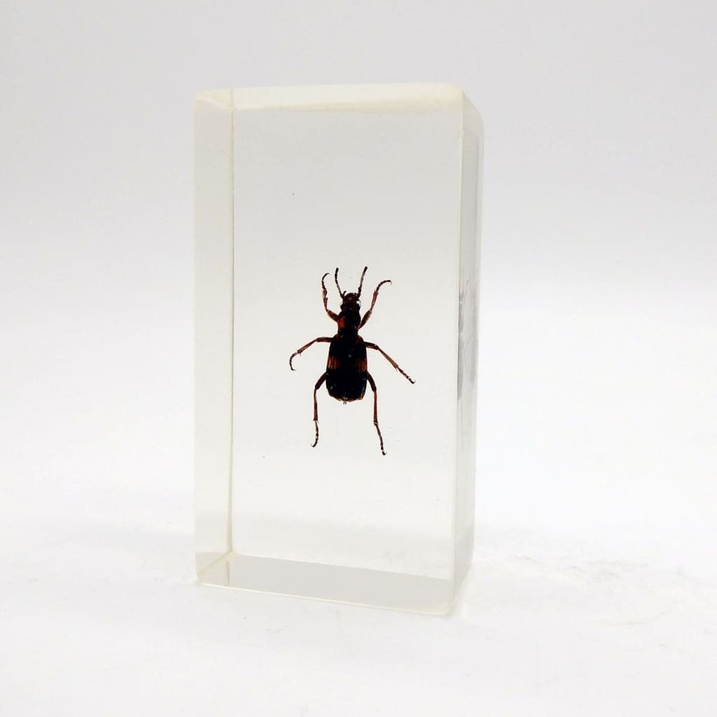 Real Insects Taxidermy Bugs Paperweight in Acrylic Block