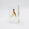 Real Insects Taxidermy Bugs Paperweight in Acrylic Block Real Insects Taxidermy Bugs Paperweight in Acrylic Block