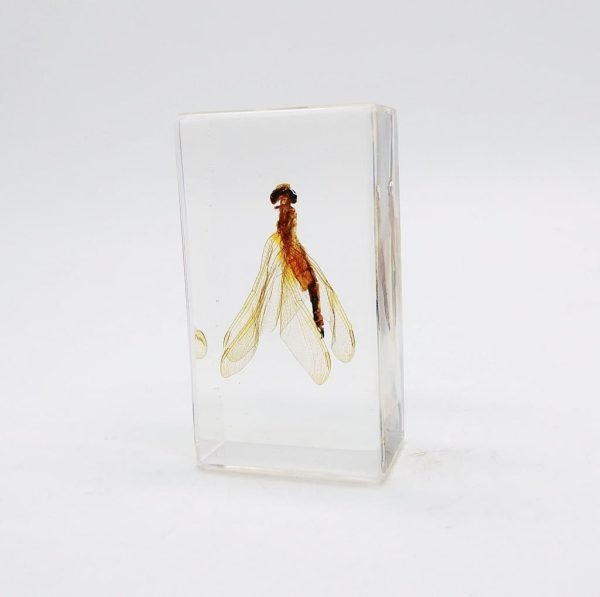 Real Insects Taxidermy Bugs Paperweight in Acrylic Block Real Insects Taxidermy Bugs Paperweight in Acrylic Block