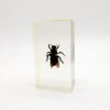 Real Insects Taxidermy Bugs Paperweight in Acrylic Block Real Insects Taxidermy Bugs Paperweight in Acrylic Block