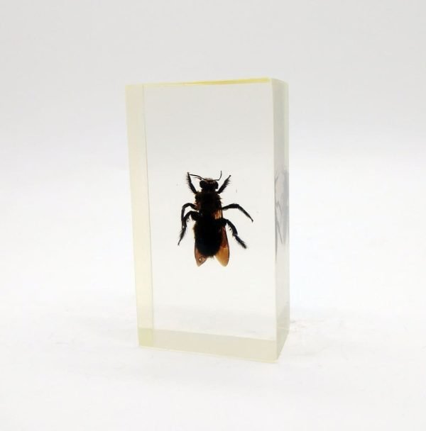 Real Insects Taxidermy Bugs Paperweight in Acrylic Block Real Insects Taxidermy Bugs Paperweight in Acrylic Block