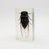 Real Insects Taxidermy Bugs Paperweight in Acrylic Block Real Insects Taxidermy Bugs Paperweight in Acrylic Block