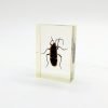 Real Insects Taxidermy Bugs Paperweight in Acrylic Block Real Insects Taxidermy Bugs Paperweight in Acrylic Block
