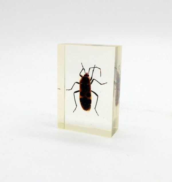 Real Insects Taxidermy Bugs Paperweight in Acrylic Block Real Insects Taxidermy Bugs Paperweight in Acrylic Block