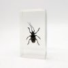 Real Insects Taxidermy Bugs Paperweight in Acrylic Block Real Insects Taxidermy Bugs Paperweight in Acrylic Block