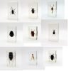 Real Insects Taxidermy Bugs Paperweight in Acrylic Block - TaxidermyArtistry Real Insects Taxidermy Bugs Paperweight in Acrylic Block - TaxidermyArtistry