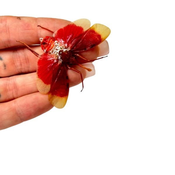 Red and Yellow Snout Nose Lantern Fly (Pyrops hamdjahi) - TaxidermyArtistry Red and Yellow Snout Nose Lantern Fly (Pyrops hamdjahi) - TaxidermyArtistry