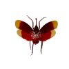 Red and Yellow Snout Nose Lantern Fly (Pyrops hamdjahi) - TaxidermyArtistry Red and Yellow Snout Nose Lantern Fly (Pyrops hamdjahi) - TaxidermyArtistry