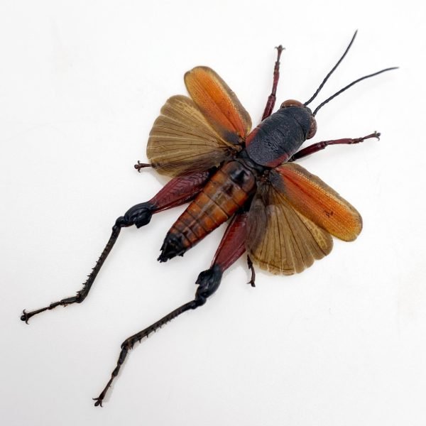 Red Banded Cricket (Phalaca Grylloides Rufovittata) (Spread) - TaxidermyArtistry Red Banded Cricket (Phalaca Grylloides Rufovittata) (Spread) - TaxidermyArtistry